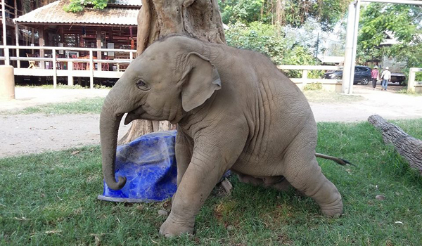Start a wonderful day with the smiles from baby elephant Navaan