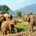 Saree Is The Best Elephant Nanny Of Khundej