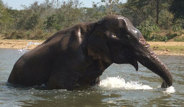 Rescued Elephant Jaidee has settled into the sanctuary of Elephant Nature Park