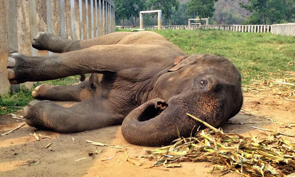 Hope is our handsome male elephant and he is very gentle even he is in the musth period.