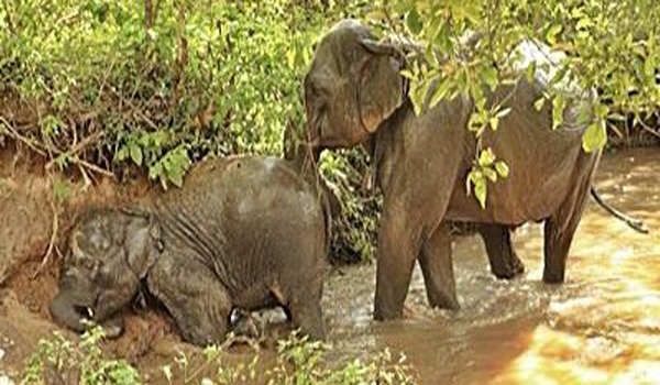 Elephant Nature Park News - Update the reunion of MeBai and Mae Yui