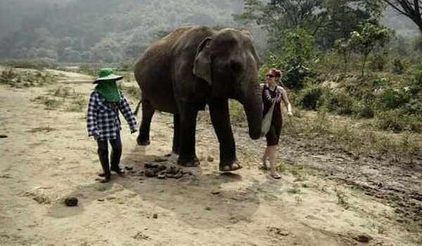 Picture of elephant