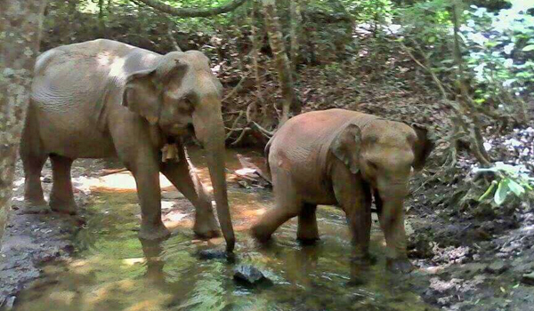 Elephant Nature Park News - The two elephants, MeBai and Mae Yui update  story.