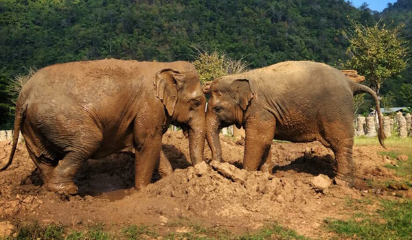 Mae BuaThong and her daughter, FaaMai the sweet matriarchal family at Elephant Nature Park.
