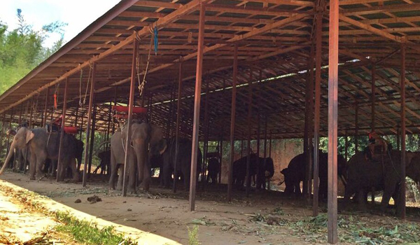 Congratulations, lucky 60 elephants will be released to be free from working in the Elephant Camp.