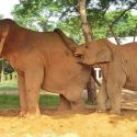 Navaan And SookSai Attraction, The Two Elephant Playmates Are Showing Their Wonderful Relationship.