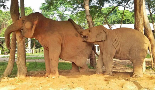 Navaan and SookSai attraction, the two elephant playmates are showing their wonderful relationship.
