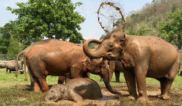 The mud day of Navaan and family.