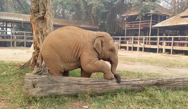 Baby elephant Navaan and his toys collection at Elephant Nature Park