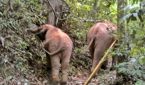 Elephant Nature Park News - The two elephants, MeBai and Mae Yui update  story.