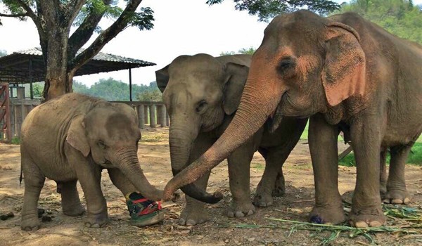 Baby elephant Khun Dej walking with his special boot at Elephant Nature Park.