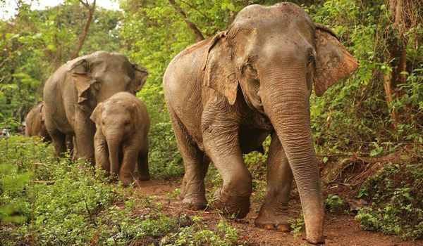FaaMai family inspect the new land of Elephant Nature Park.