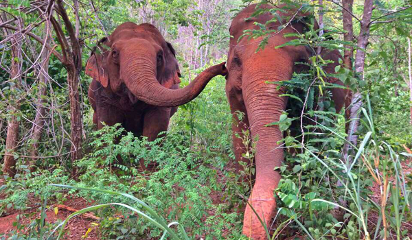 Mae Perm and Jokia are very happy to explore the new land at Elephant Nature Park.