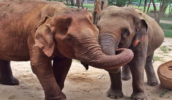 ThongJan is trying to invite JaiDee to join the herd at Elephant Nature Park.