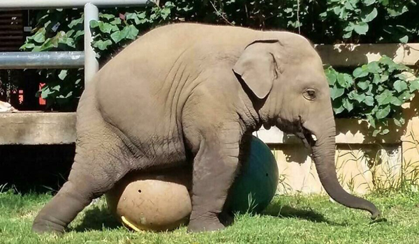 Baby elephant Navaan and his new toy Donated Enrichment by Dr Amy Schroff