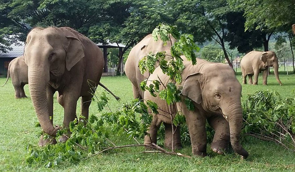 Baby elephant Navaan and family enjoy a day with young Rain Tree leaves..