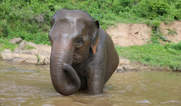 ThongJan enjoying a river bath with her family at Elephant Nature Park.