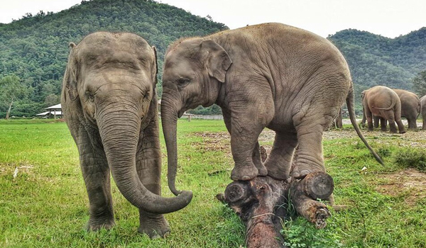 Baby elephant DokMai is showing FaaMai that she can do the balancing by herself.