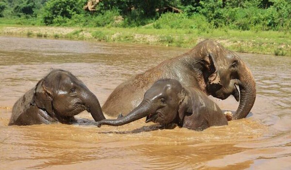 Visit the elephant family and see them having a great time in the river.