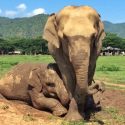 Saree Is The Best Youngest Nanny At Elephant Nature Park, She’s Always Stay Beside Khun Dej To Protect Him.
