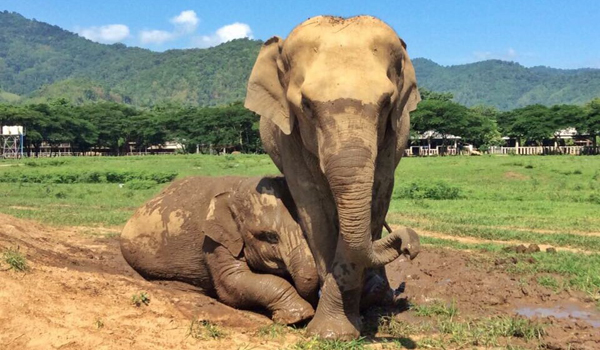 Saree is the best youngest nanny at Elephant Nature Park, she’s always stay beside Khun dej to protect him.