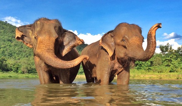 Our herd spend much of the day socializing with their friends