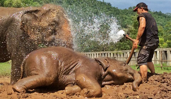 Baby elephant Han Sa and the mother MaePon having a wonderful day with the mud bath at ENP.