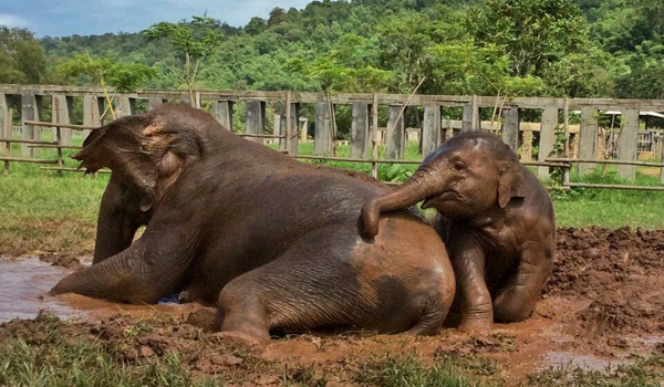 Ekspression Skinnende Kammerat Baby elephant Han Sa and the mother Pang Pond having a wonderful day with  the mud bath at ENP. - Elephant Nature Park