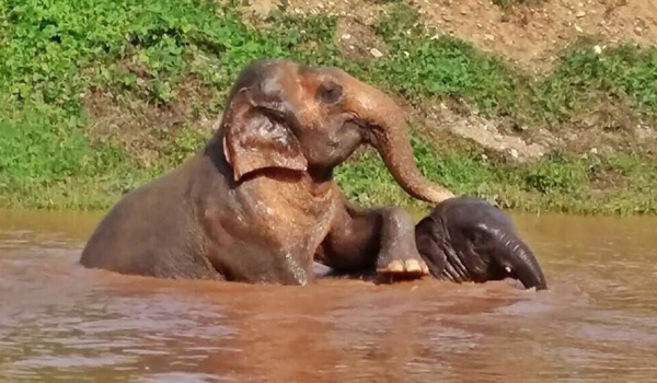 Navaan and his nanny Bua Kham, enjoy the happy time in the river after the heavy rain at Elephant Nature Park.