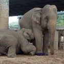 Baby Elephant Navaan Is Having Mom Milk From His Mother, SriPrae.