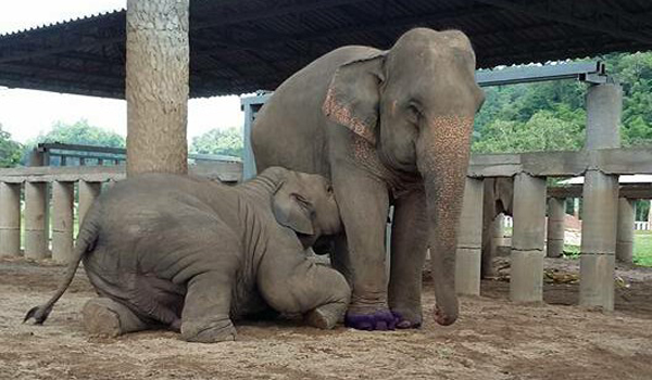 Baby elephant Navaan is having mom milk from his mother, SriPrae.