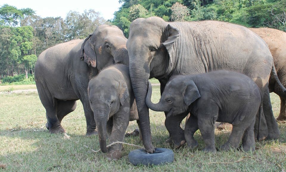 Ponsawan, Yindee, Dokmai are greeting Dok Ngern and welcome her to be a new member at Elephant Nature Park.