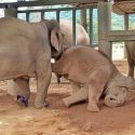 The Nanny Elephant Tub Tim Always Stay Beside Navaan Even They Are In The Separate Room.
