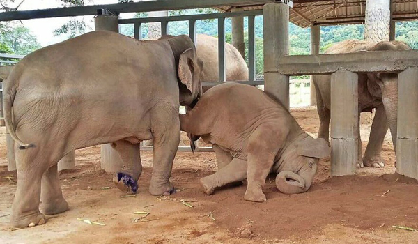 The nanny elephant Tub Tim always stay beside Navaan even they are in the separate room.