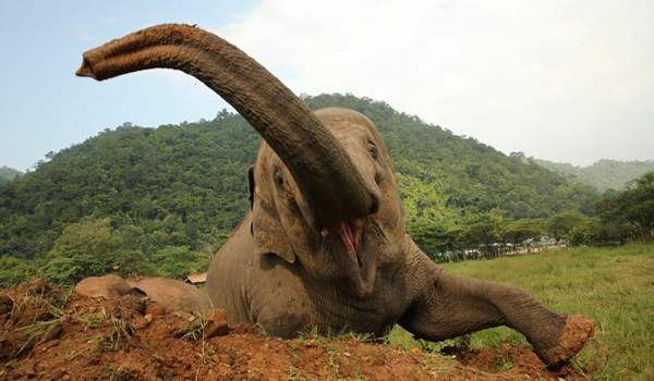 FaaSai has changed from the aggressive baby elephant to be the most lovely girl with warm love from our herd at Elephant Nature Park.