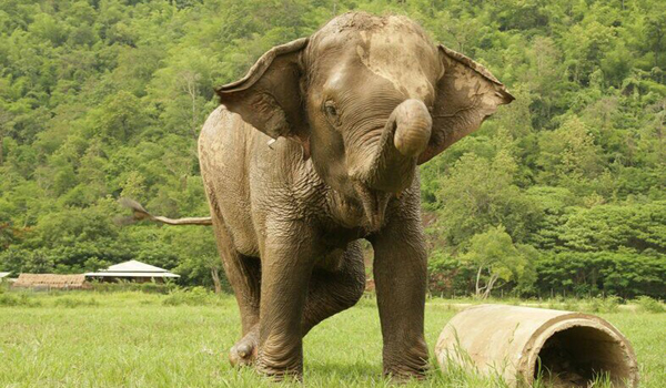 Ponsawan is the landmine victim elephant, see how much she was in pain before she arrived Elephant Nature Park.