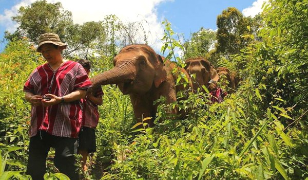 Karen tribes man walks with elephants near his village in Mae Wang