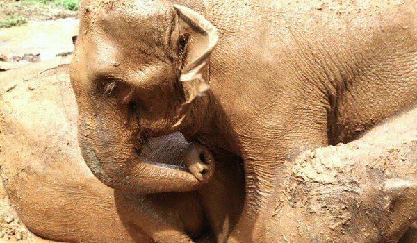 Mud is the natural sunscreen to protect elephants skin
