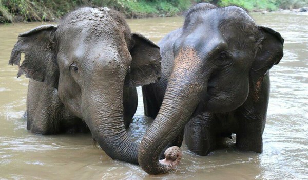 Our rescued elephants are settle in Care for Elephant program with our care and love.