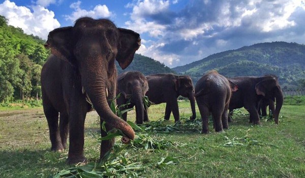 Meet the herd at Elephant Nature Park with Short Park Visit program