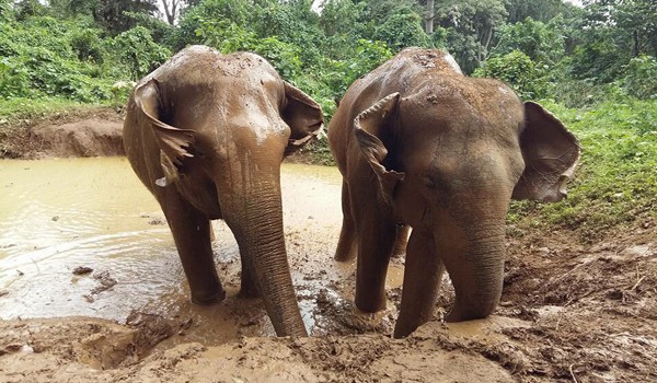 Elephant Haven - Sai Yok Kanchanaburi - Elephant Nature Park