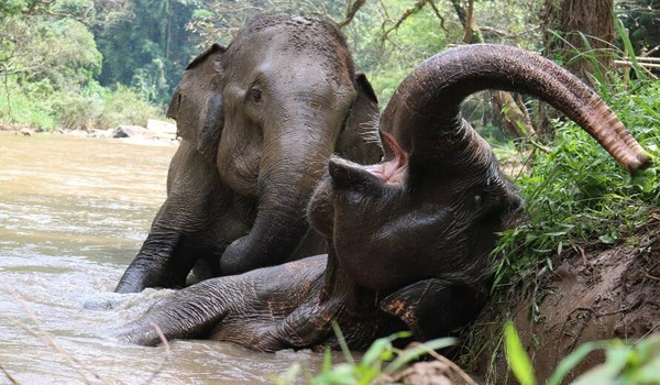 Elephants are living with blissfulness when they are free from work and abuse. 