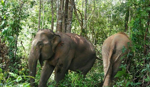 Our elephants are very happy to be roam free in the forest