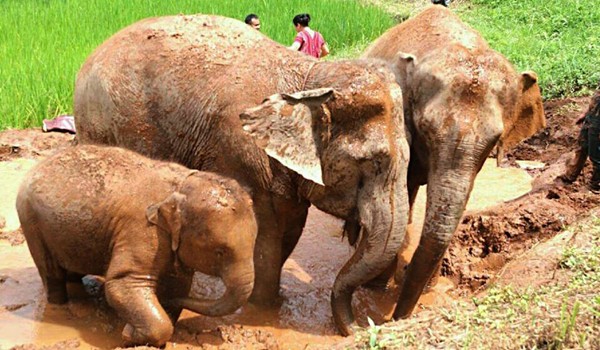 Our elephants at Karen Elephant Experience enjoy the day of freedom with mud bath