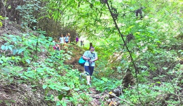 Our visitors take a walk with elephants to observe the elephants behavior 