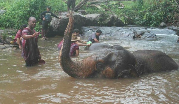 Spend a good time with the elephant in the river