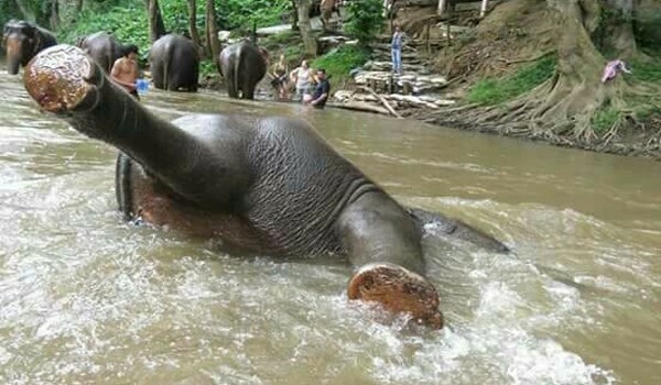 Elephant of Sunshine for elephant program is rolling in the river