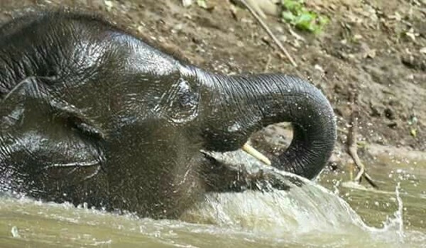Elephant love to refresh them self in the river at Sunshine for elephant program