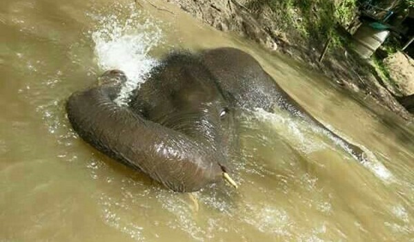 After jungle walk at Sunshine for elephanat program, our elephant are enjoying to get soak in the river