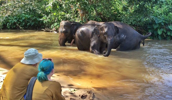 Watching elephants enjoy their lives of freedom at Hope for Elephants program 